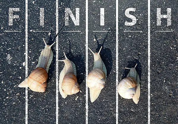 Snail run near the Finish line on road ** Note: Soft Focus at 100%, best at smaller sizes