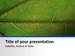 叶子,植物,生物,叶脉,绿色素,光照,光合作用