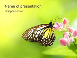 生物,野生动物,蝴蝶,春天,花朵,自然动物,绿色