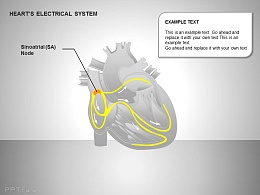心电系统窦房结图示说明