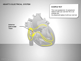 心电系统前节间部位图示说明