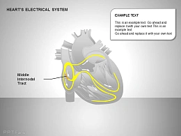 心电系统中节间部位图示说明