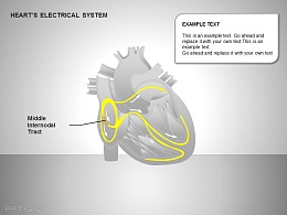 心电系统中节间部位图示说明
