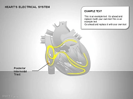 心电系统后节间部位图示说明