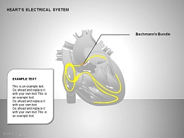 心电系统巴赫曼束图示说明