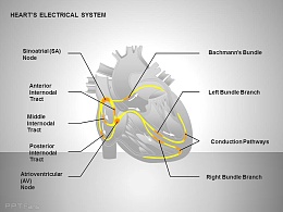 心电系统灰白效果图