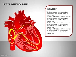心电系统全彩全景图