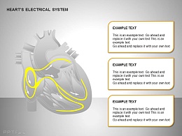 心电系统三部分文字说明