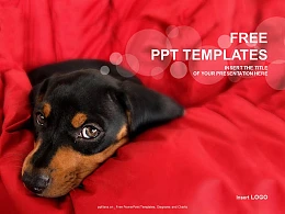 床上的宠物狗PPT模板下载