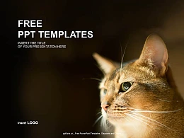 可爱猫咪PPT模板下载