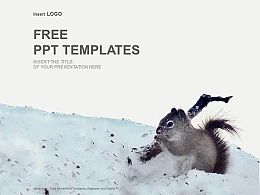雪地里的松鼠PPT模板下载