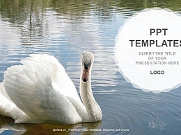 水中的天鹅PPT模板下载