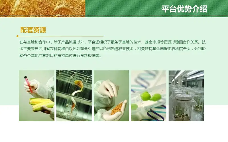 农业项目规划方案PPT模板下载_预览图6